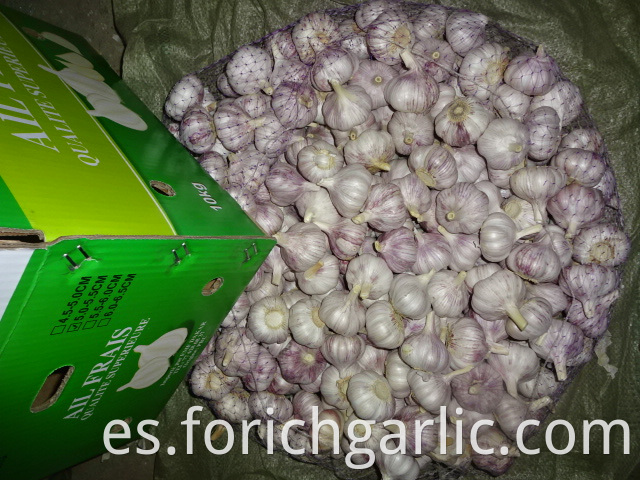 Normal White Garlic